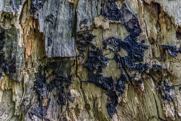 Hintergrund Eines Durch Krankheiten Schädlinge Und Feuer Beschädigten Baumes Baumstruktur — Stockfoto