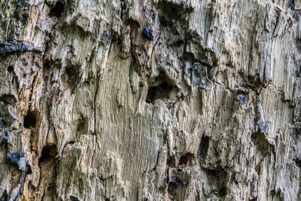 Тло Дерева Пошкодженого Хворобами Шкідниками Структура Дерева Кори Крупним Планом — стокове фото