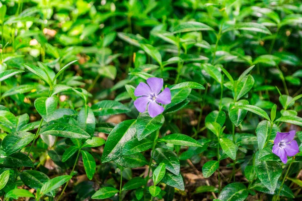 Periwinkle Plant Green Leaves Purple Flowers — Stockfoto