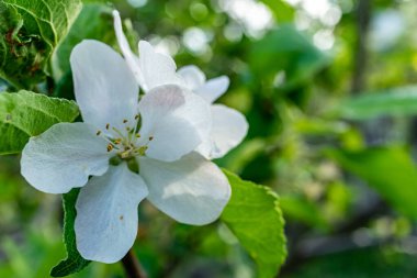 Arkaplanı bulanık yeşil yapraklı bahar çiçeği elma ağacı.
