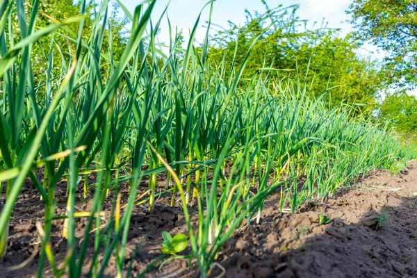 Green Young Shoots Garlic Growing Garlic Agriculture — Stockfoto
