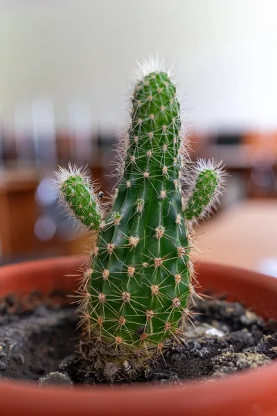 Small Cactus Brown Pot Looks Person Raised Arms — Stockfoto