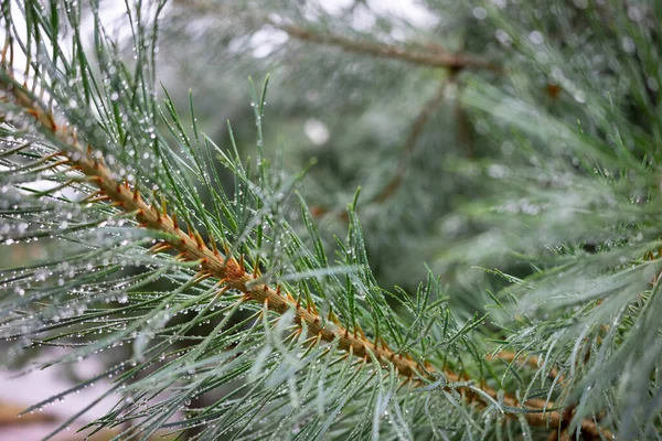 Green Pine Branch Raindrops Close Selective Focus — 스톡 사진