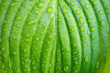 Green plant leaf with water drops after rain close-up.