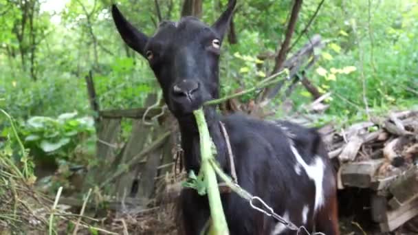 Big Black Goat Eats Weeds Actively Chews Clous — Video