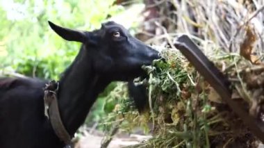 A domestic black goat actively eats weeds