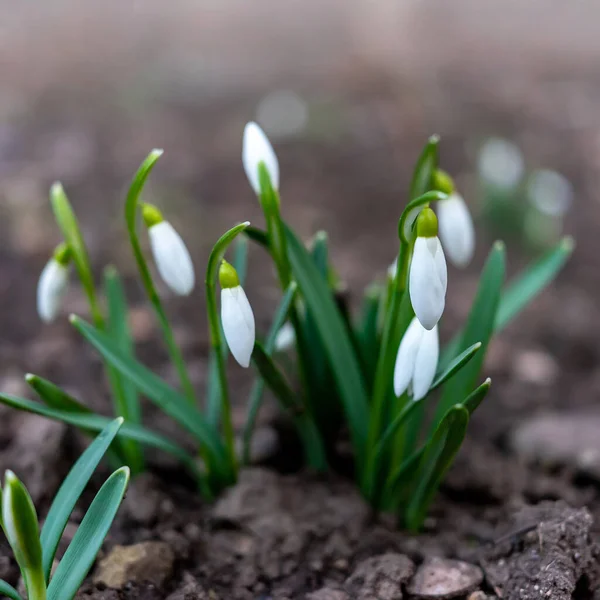 First Spring Flowers Snowdrops — Fotografia de Stock