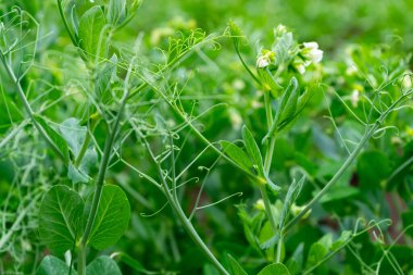 Lahana ve taze bezelye çiçekleri yakın plan. Seçici odak.