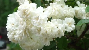 Çalılıklarda sallanan bir sürü beyaz gül. Kapat.