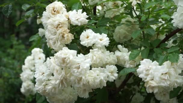 Many White Roses Bush Sway Wind — Vídeos de Stock