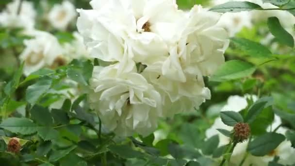 Many White Roses Bush Sway Wind Close — Vídeos de Stock