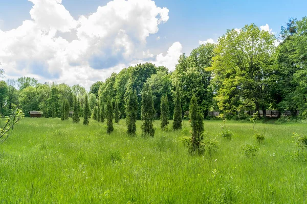 Parkta, bir sırada dikilen thuja ağaçları büyür. Baharda yeşil park