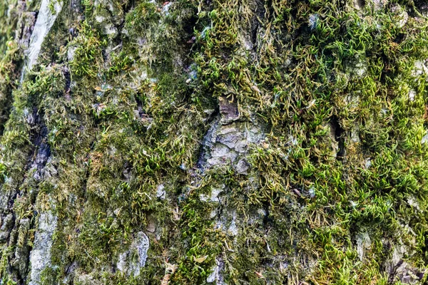 Green Moss Bark Tree Close — Stockfoto