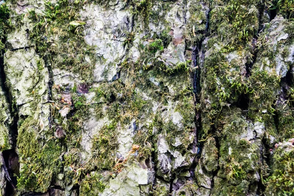 Green Moss Bark Tree Close — Stockfoto