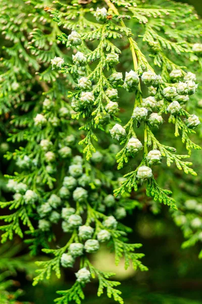 White Flower Coniferous Green Tree Selective Focus — Foto Stock