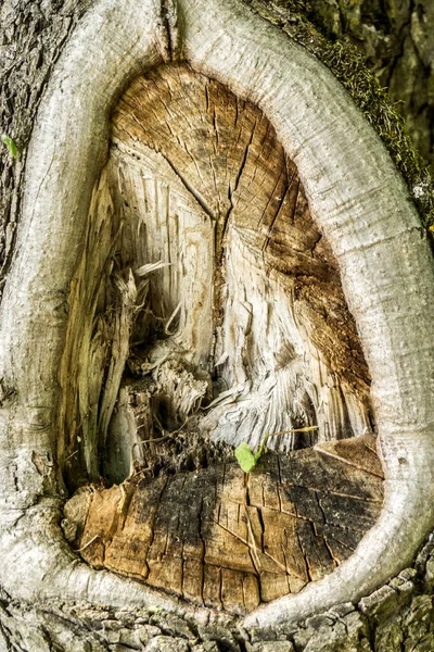 Hollow Bark Large Tree Close — стоковое фото