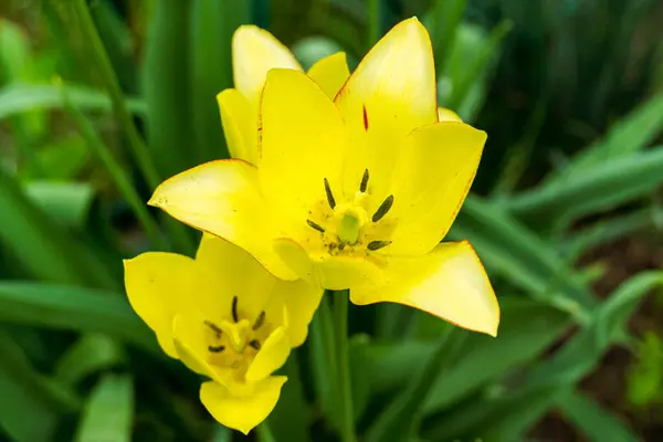 Yellow Lily Flower Background Green Leaves Selective Focus — Fotografia de Stock