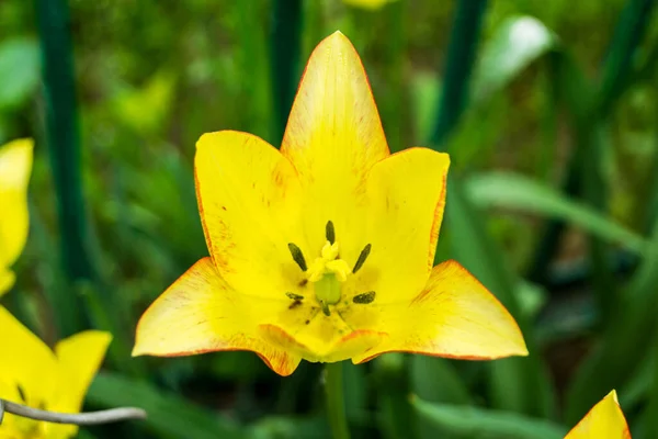 Yellow Lily Flower Background Green Leaves Selective Focus — Fotografia de Stock