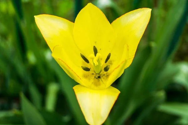 Yellow Lily Flower Background Green Leaves Selective Focus — Fotografia de Stock
