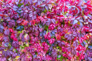 Vahşi üzümlerin kırmızı sonbahar yapraklarının botanik arka planı. Uzayın bir kopyası için bir yer. Kırmızı üzüm yapraklarının sonbahar botanik arka planı. Yatay yönelim