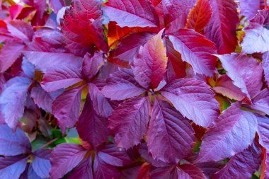 Vahşi üzümlerin kırmızı sonbahar yapraklarının botanik arka planı. Uzayın bir kopyası için bir yer. Kırmızı üzüm yapraklarının sonbahar botanik arka planı. Yatay yönelim