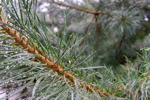 Green Pine Branch Raindrops Close Selective Focus — 스톡 사진