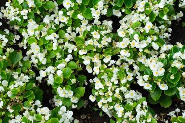Hintergrund Kleiner Weißer Blüten Mit Grünen Blättern — Stockfoto
