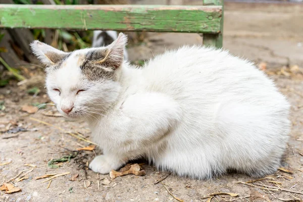 White Domestic Cat Sits Squinting Eyes Close — Stockfoto