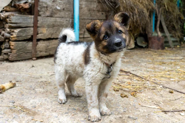 A small domestic hairy dog is looking at the camera. A small house guard on a leash.