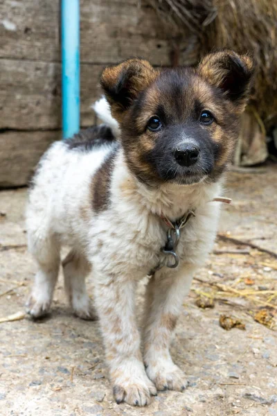 A small domestic hairy dog is looking at the camera. A small house guard on a leash.