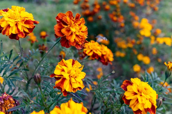 Several Marigold Flowers Close Natural Floral Background — Φωτογραφία Αρχείου