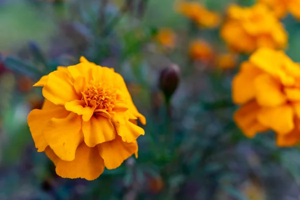 Several Marigold Flowers Close Marigolds Flowerbed Bloomed Beautifully Bright Flowers — Φωτογραφία Αρχείου