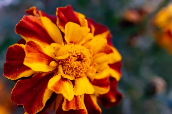 Close Large Bright Marigold Flower Clouse — Φωτογραφία Αρχείου