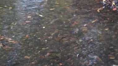 Water flows in a shallow river with a stoney bottom. Close-up