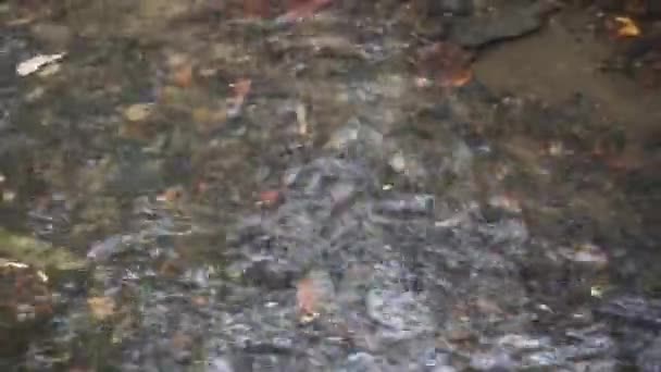 Water Flows Shallow River Stoney Bottom Close — Video