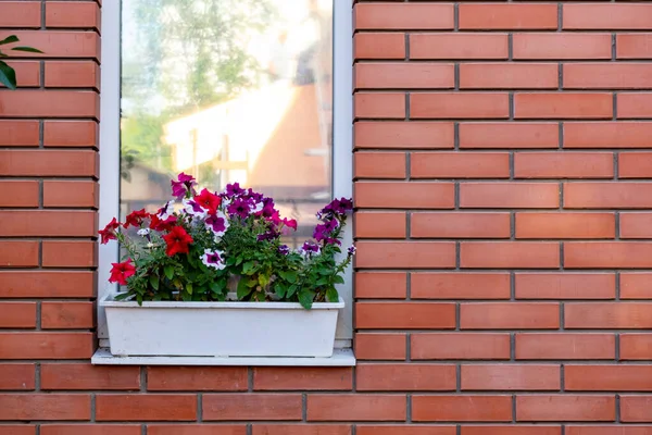 Flowers in a box on the windowsill of a residential building. A red brick house. A window in a red brick wall with potted flowers on the outside sill. Potted Plant Against red Brick Wall. Copy space