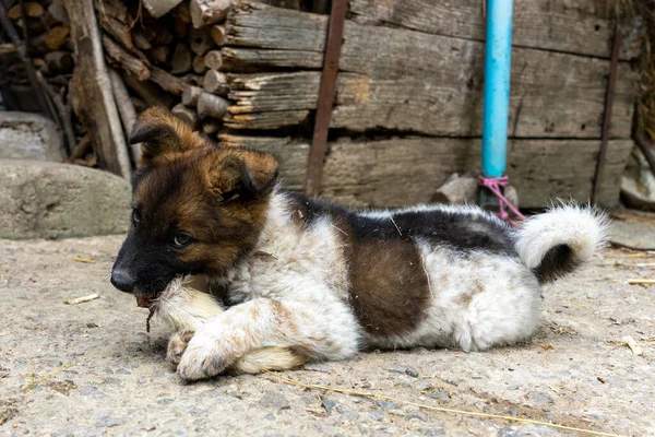 A small dog lies down and loves to eat a goat\'s leg.