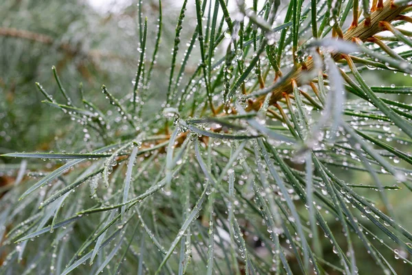 Green Pine Branch Raindrops Close Selective Focus — 스톡 사진