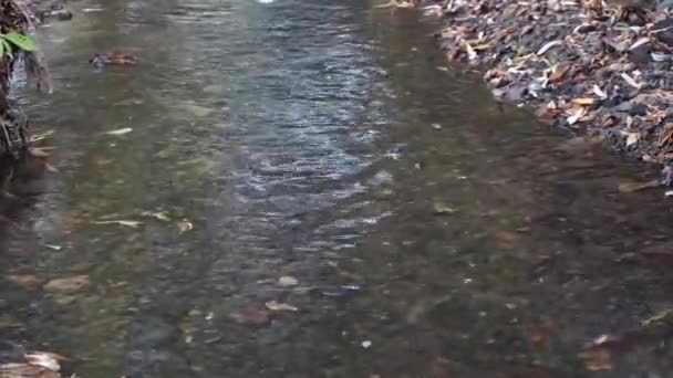 Water Flows Shallow River Stoney Bottom — Stockvideo