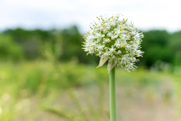 Garlic flower. Plant and grow at home. Garlic seeds. Rural natural background with place for writing. Copy space.