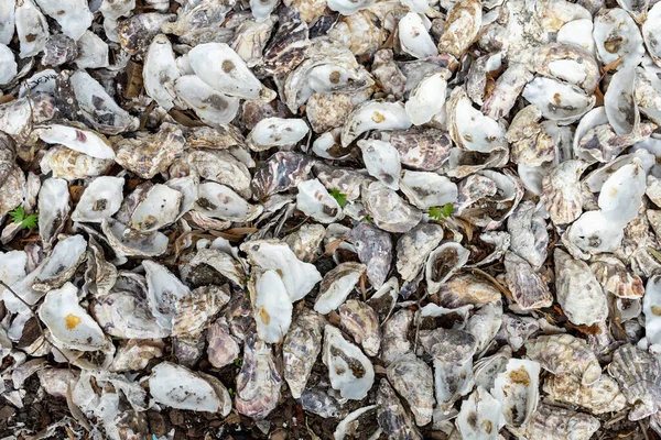 Many Identical Sea Shells Sea Background Copy Space — Zdjęcie stockowe