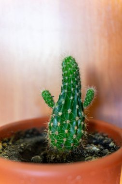 Kahverengi bir tencerede küçük bir kaktüs kollarını kaldırmış birine benzer..