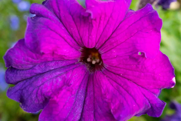 Purple Petunia Flower Close Beautiful Purple Bright Petunia Flower Summer — Stok fotoğraf