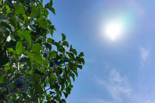 Венец Дерева Зелеными Листьями Фоне Голубого Неба Яркого Солнца — стоковое фото