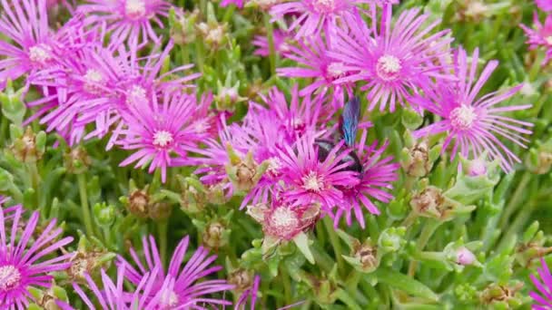 美しい紫色の花から花粉や蜜を集める大大工バンブルビー Xylocopa Delosperma Cooperi アイスプラント — ストック動画