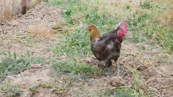 Κόκορας Κορνάρουν Ενώ Κοτόπουλα Στριφογυρίζουν Κόβοντας Και Τρώγοντας Φαγητό Από — Αρχείο Βίντεο