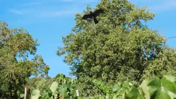 Cometa Forma Ave Negra Volando Sobre Viñedo Por Acción Del — Vídeos de Stock
