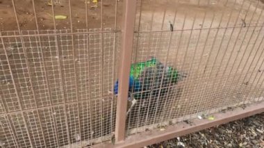 Parlak renkli erkek tavus kuşu (Pavo kristali) güzel bir ibiği ve esaret altındaki görkemli tüyleri ile bir kafesin içinde toprak zeminde yürüyor ve parmaklıkların arasından bakıyor.