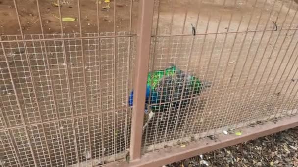 一只色彩艳丽的雄性孔雀 Pavo Cristatus 身披华丽的羽衣 在笼中的泥土地上行走 透过铁栏张望 — 图库视频影像