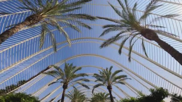 両側に高いヤシの木 アカエア と晴れた日に壮大な青い空を見ることができる隙間のある上部の波状の金属構造のパスの4Kナディールショット — ストック動画